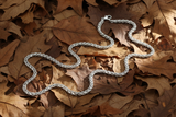 4mm Designer Foxtail Chain / Necklace CH46